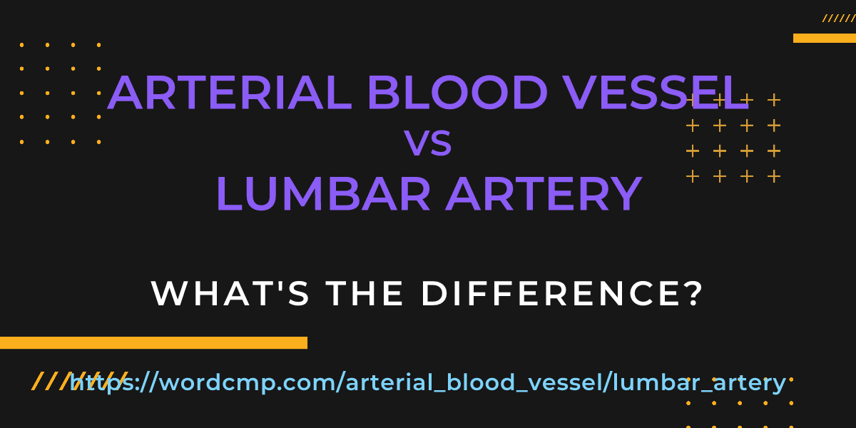 Difference between arterial blood vessel and lumbar artery