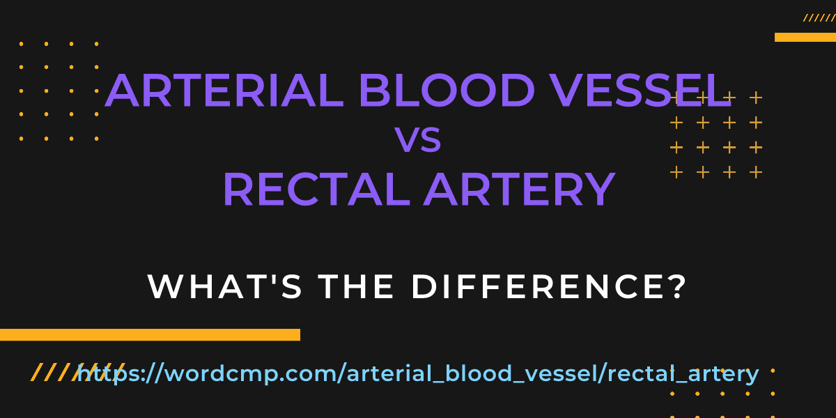Difference between arterial blood vessel and rectal artery