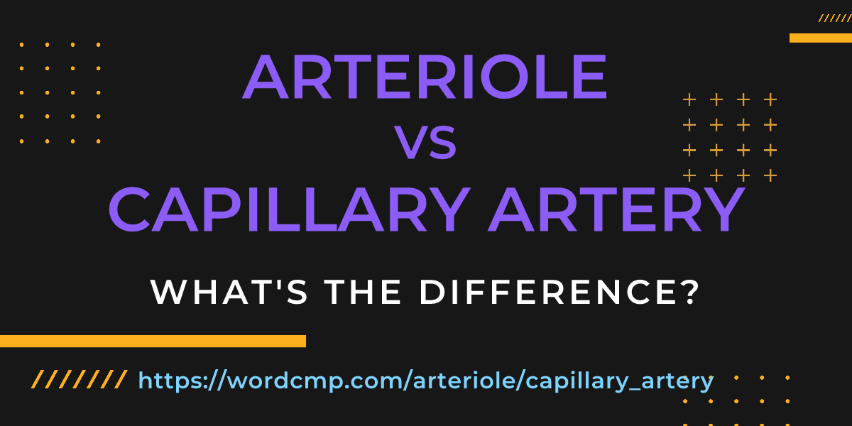 Difference between arteriole and capillary artery