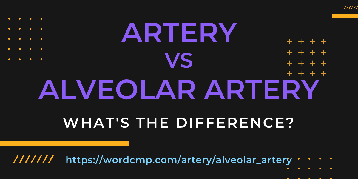 Difference between artery and alveolar artery
