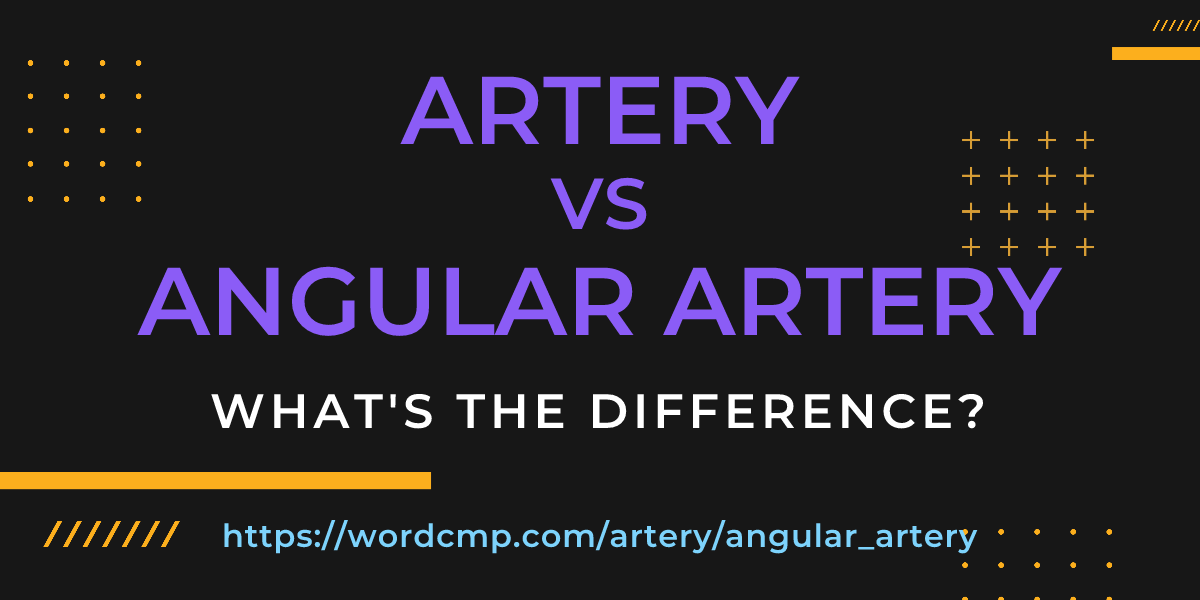 Difference between artery and angular artery