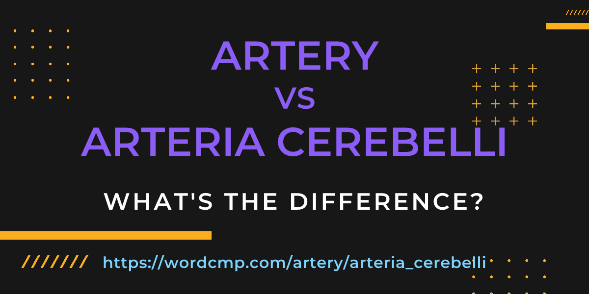 Difference between artery and arteria cerebelli