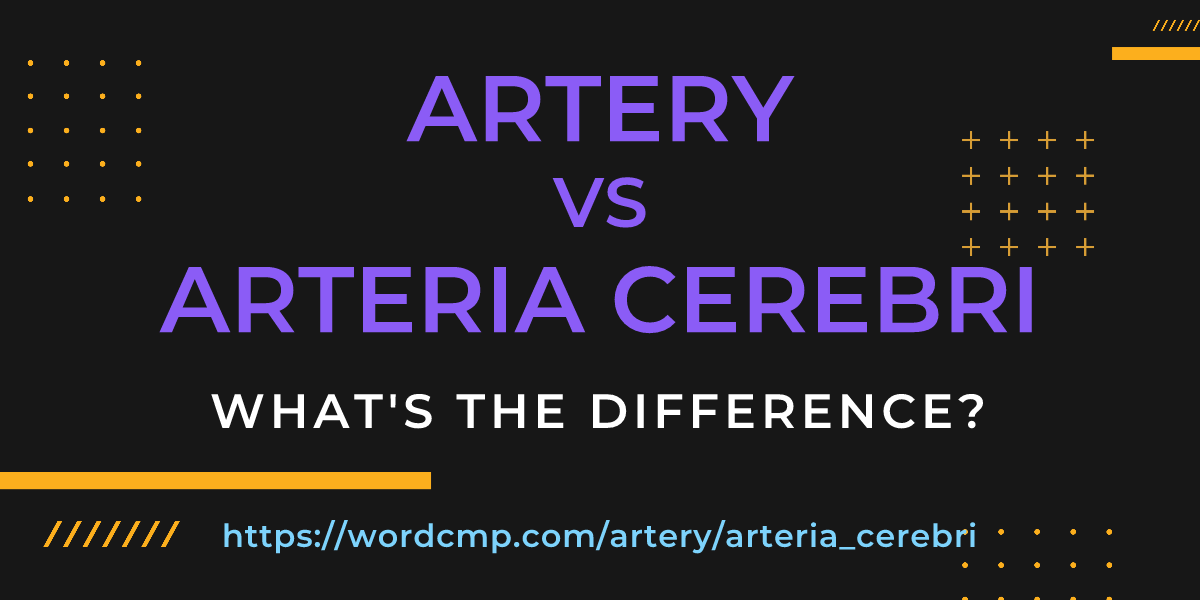 Difference between artery and arteria cerebri