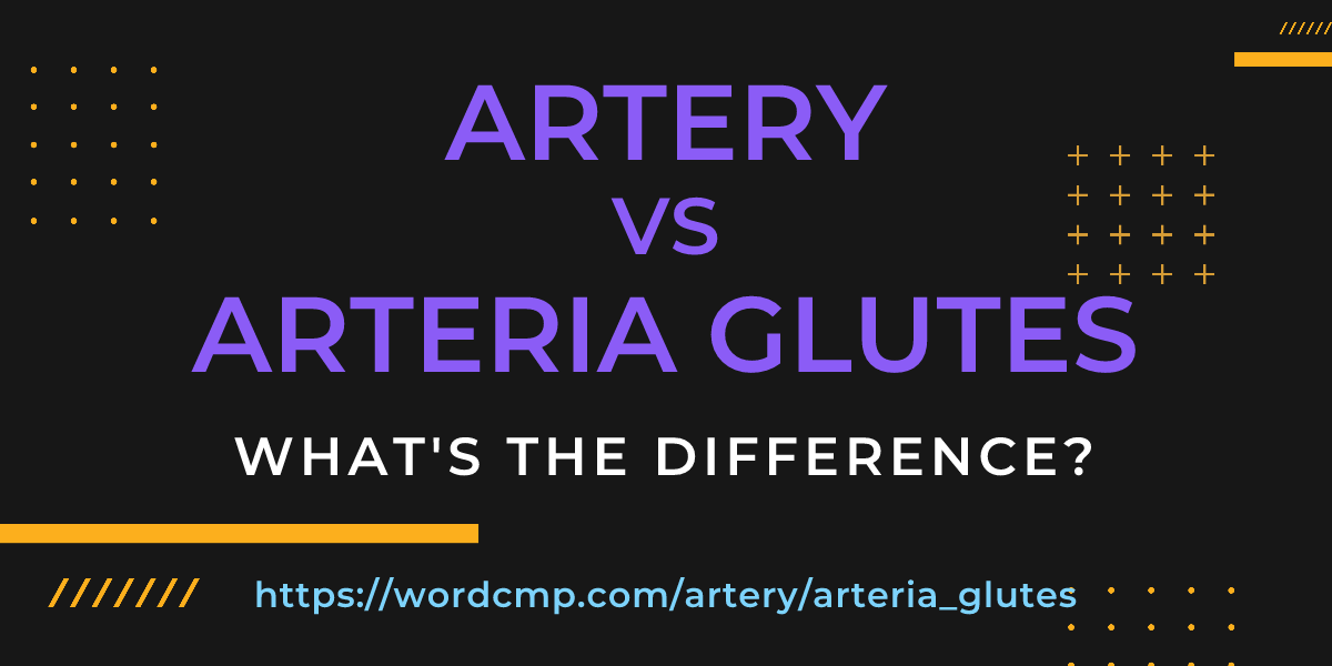 Difference between artery and arteria glutes