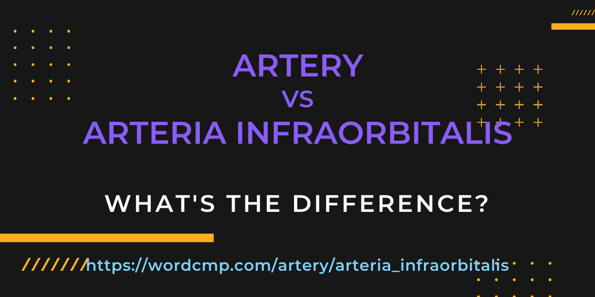 Difference between artery and arteria infraorbitalis