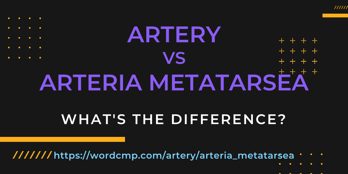 Difference between artery and arteria metatarsea