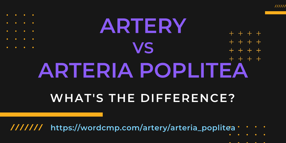 Difference between artery and arteria poplitea