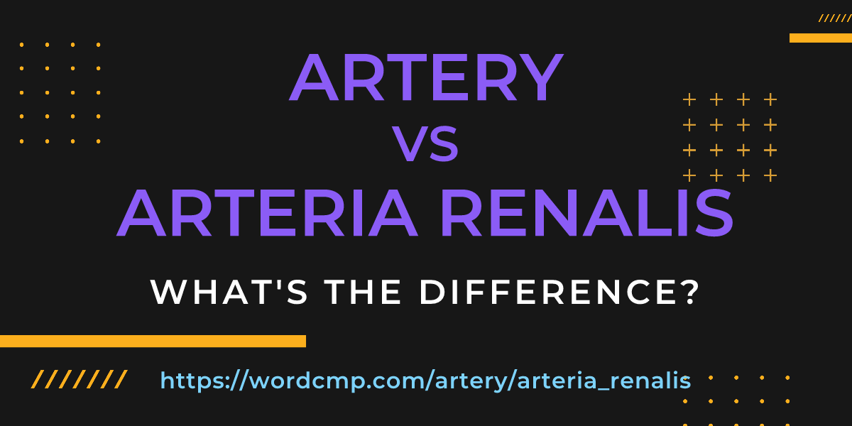 Difference between artery and arteria renalis