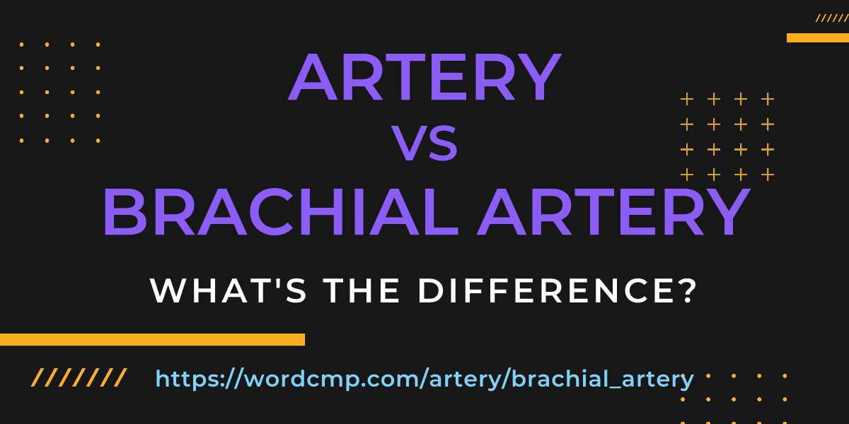 Difference between artery and brachial artery