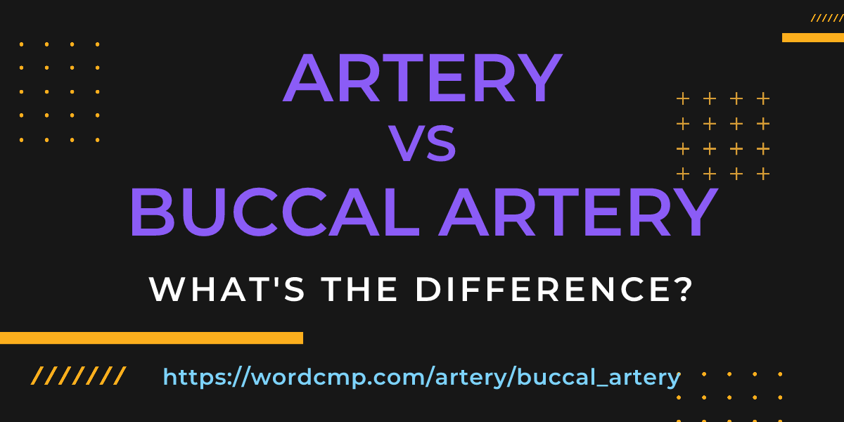 Difference between artery and buccal artery