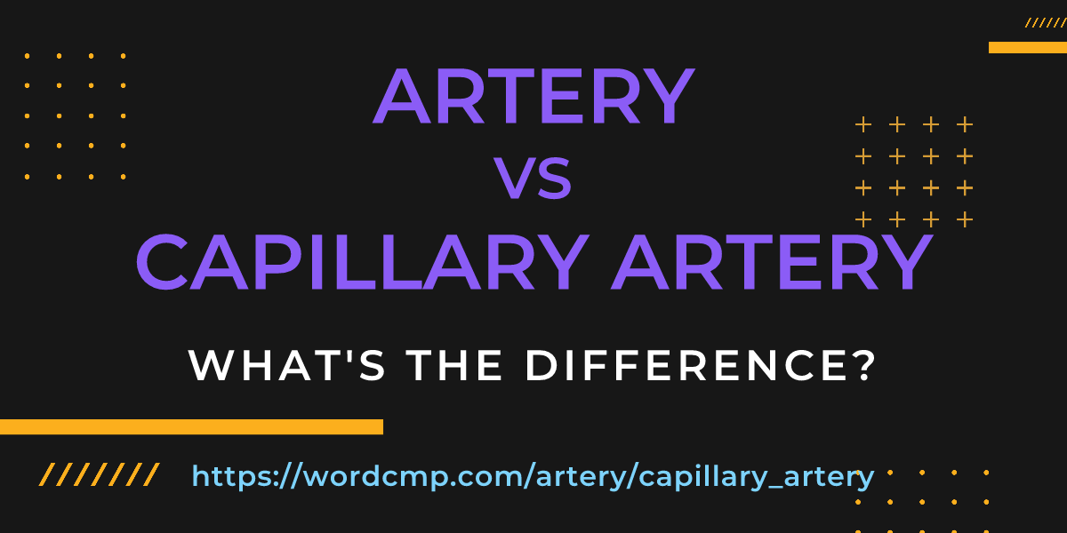 Difference between artery and capillary artery