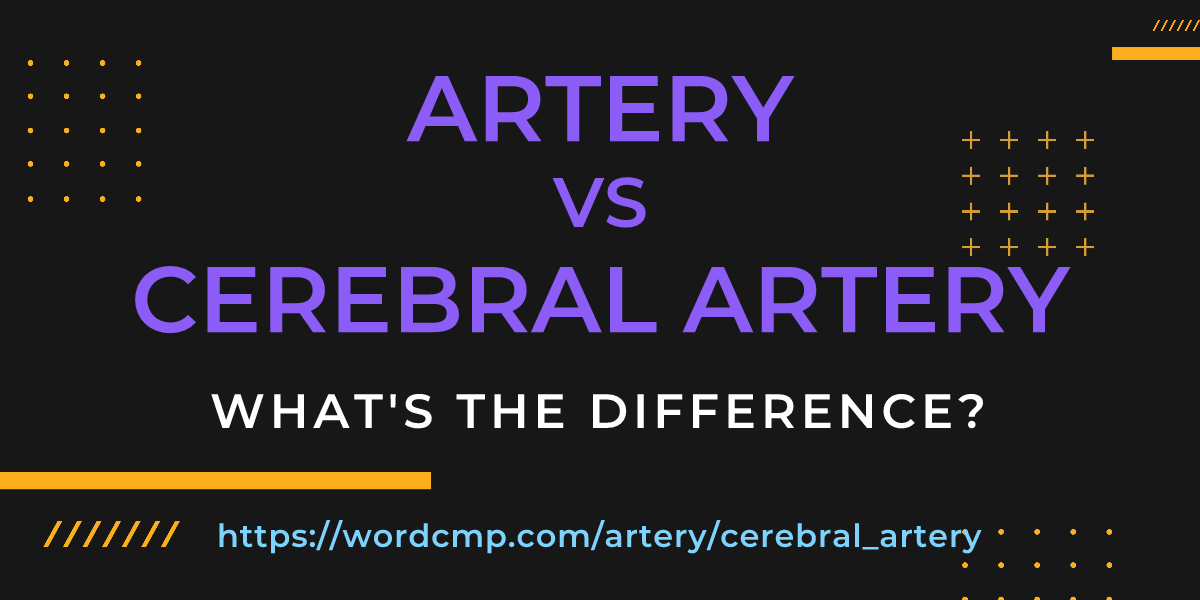 Difference between artery and cerebral artery