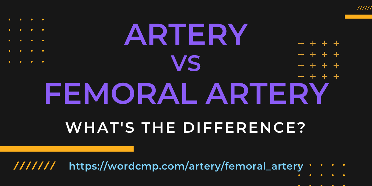 Difference between artery and femoral artery
