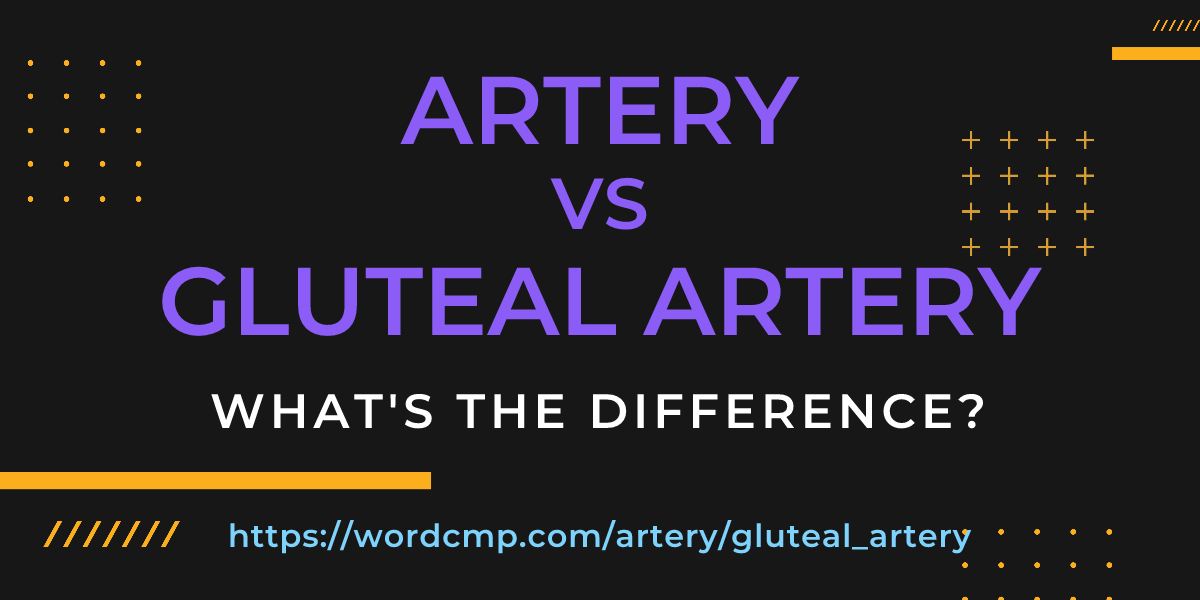 Difference between artery and gluteal artery