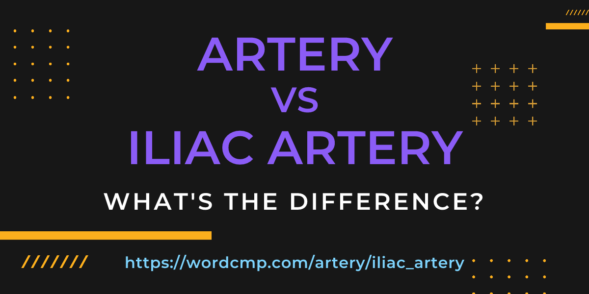 Difference between artery and iliac artery