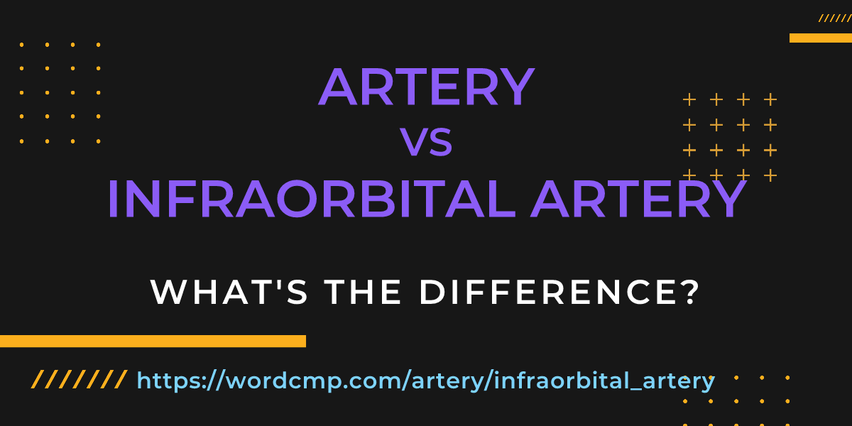 Difference between artery and infraorbital artery