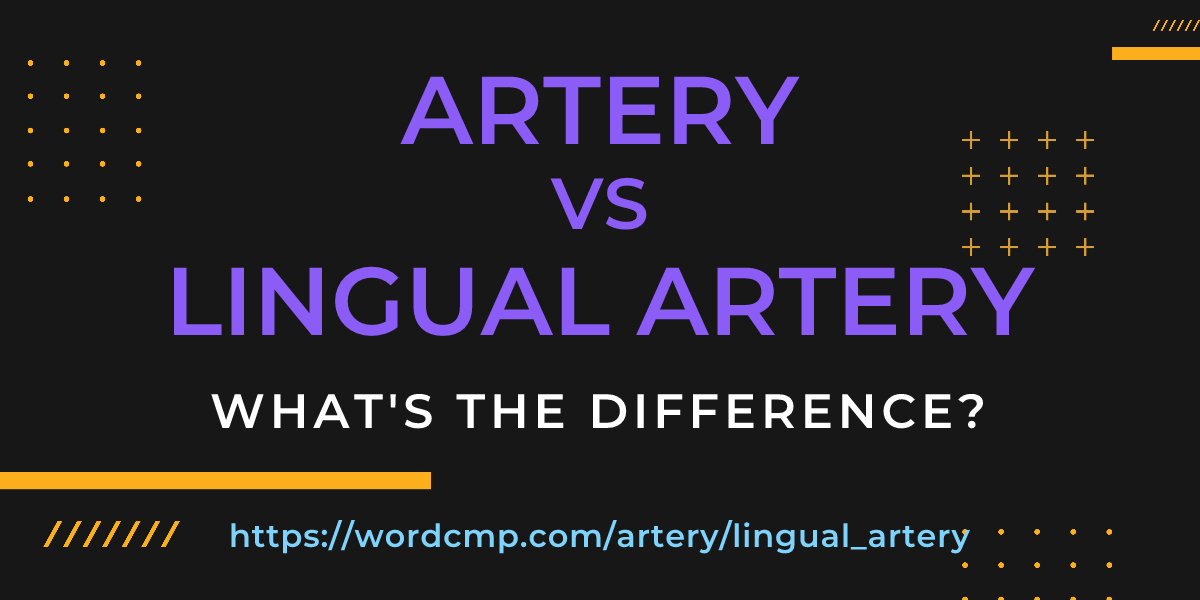 Difference between artery and lingual artery