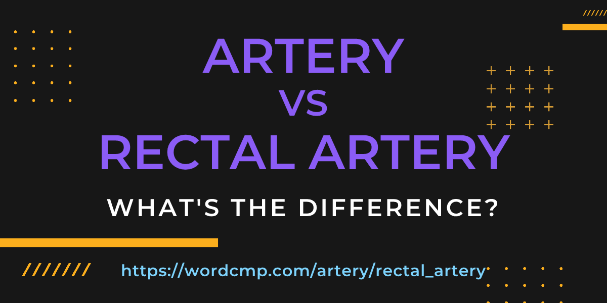 Difference between artery and rectal artery
