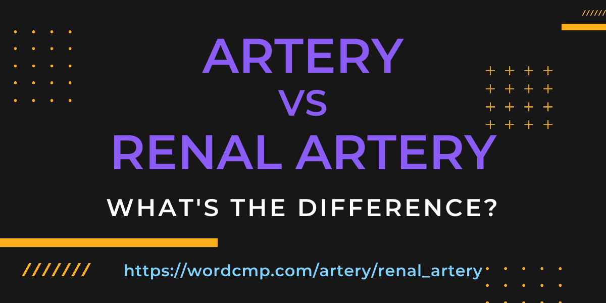 Difference between artery and renal artery