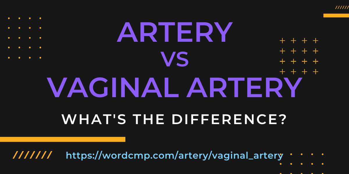 Difference between artery and vaginal artery