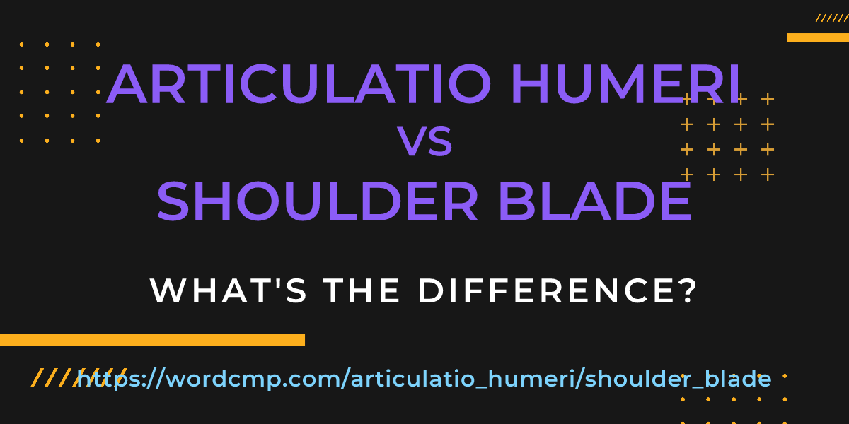 Difference between articulatio humeri and shoulder blade