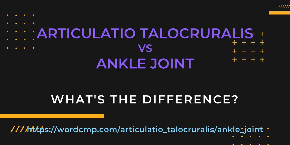 Difference between articulatio talocruralis and ankle joint
