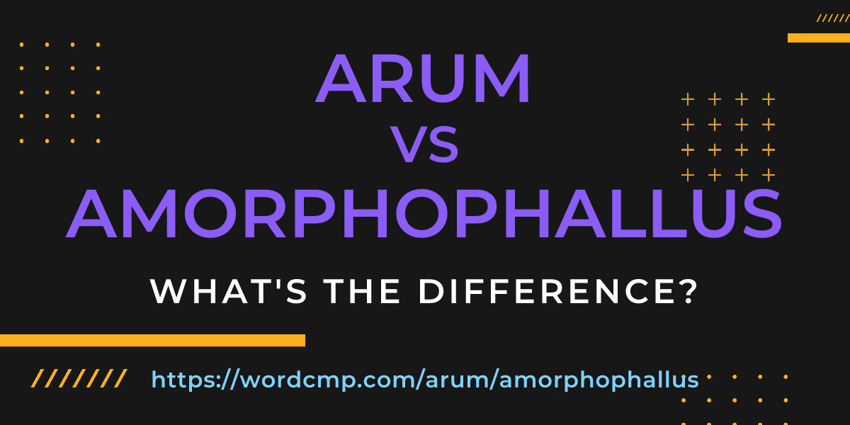Difference between arum and amorphophallus