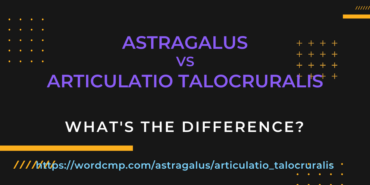 Difference between astragalus and articulatio talocruralis
