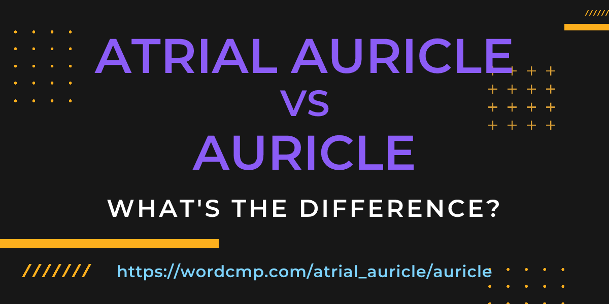 Difference between atrial auricle and auricle