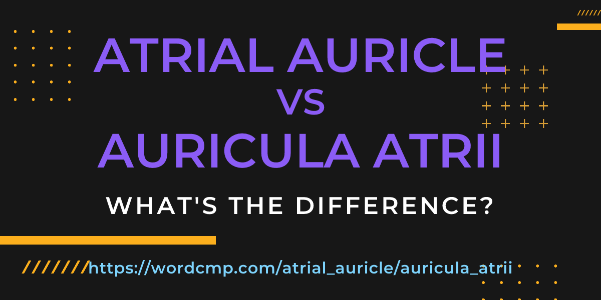 Difference between atrial auricle and auricula atrii