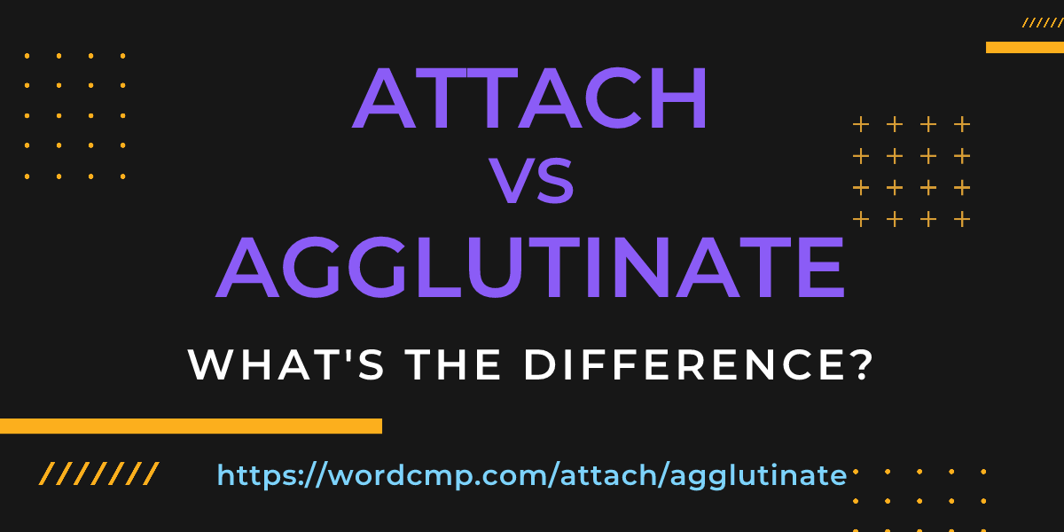 Difference between attach and agglutinate