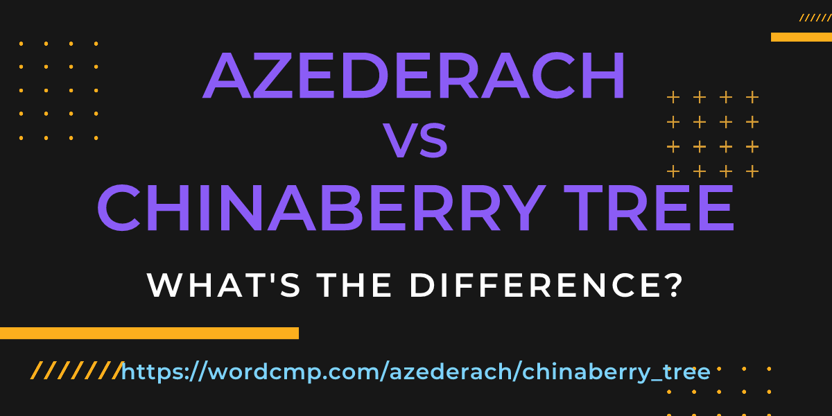 Difference between azederach and chinaberry tree