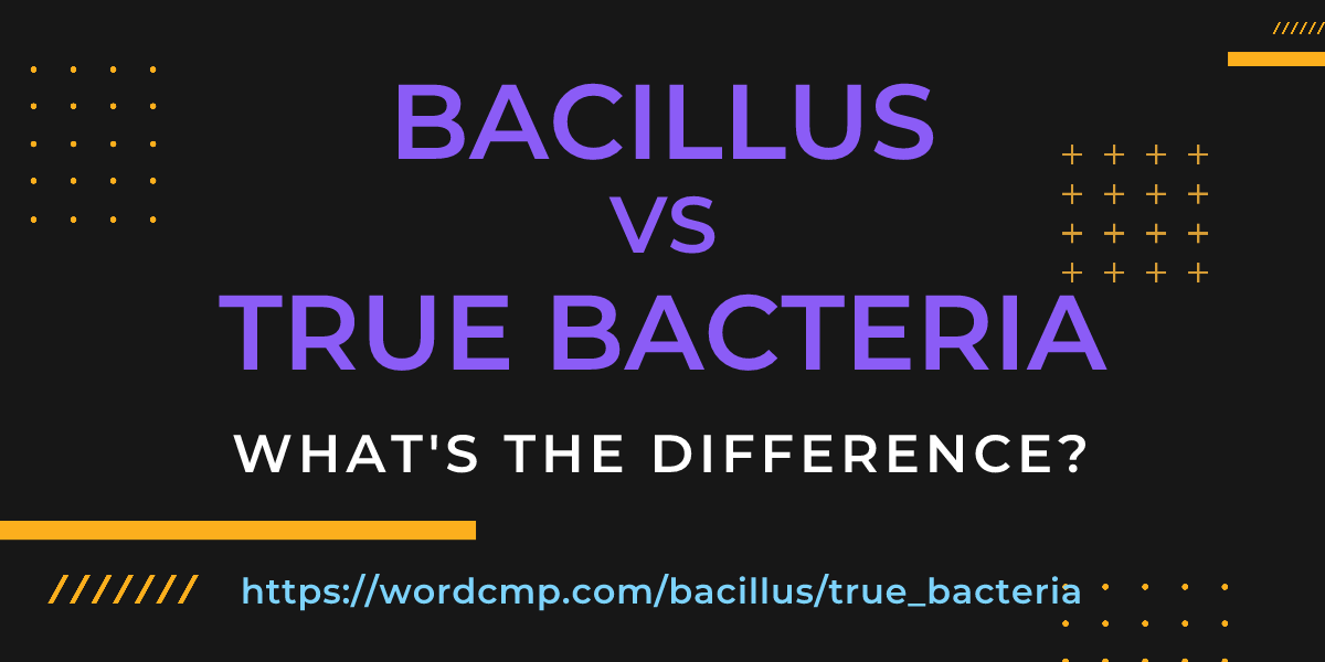 Difference between bacillus and true bacteria