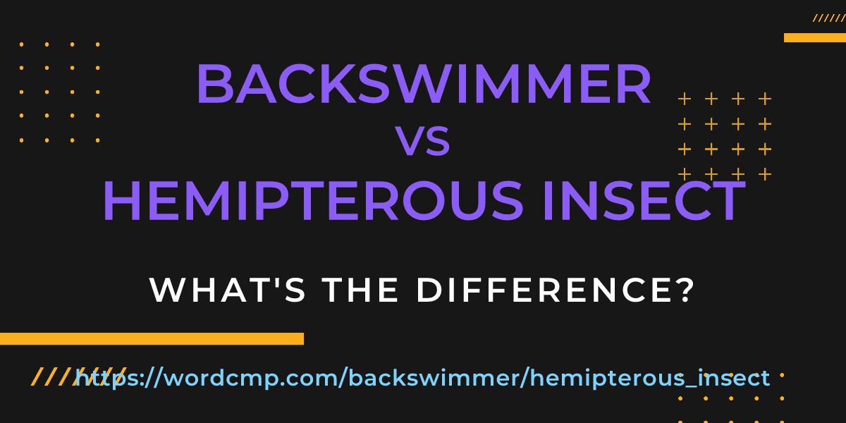Difference between backswimmer and hemipterous insect