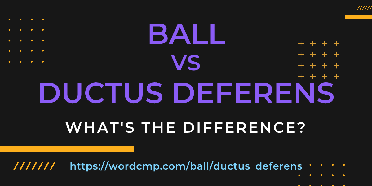 Difference between ball and ductus deferens