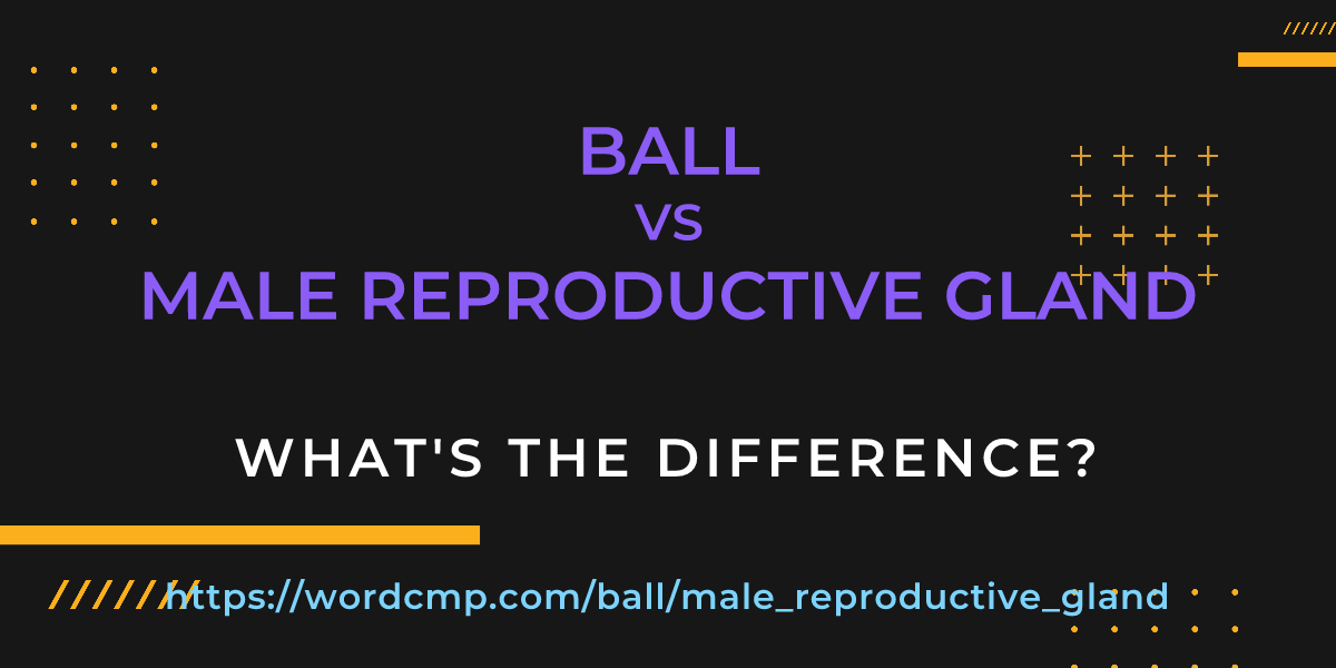Difference between ball and male reproductive gland