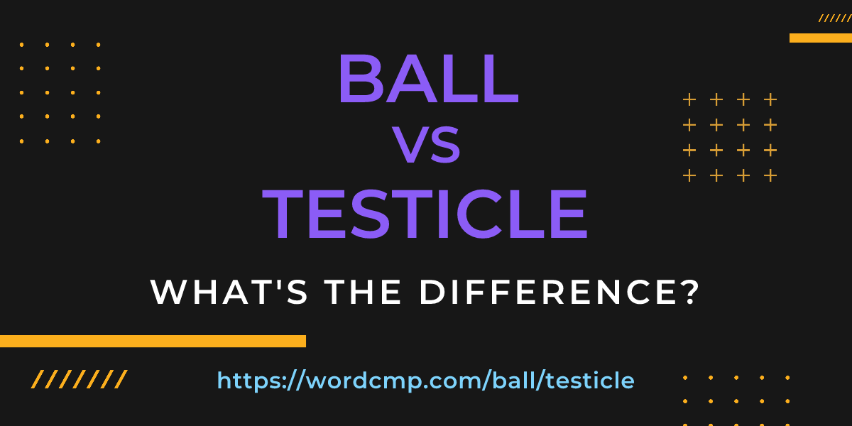 Difference between ball and testicle