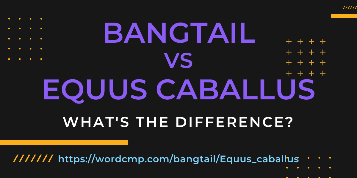 Difference between bangtail and Equus caballus