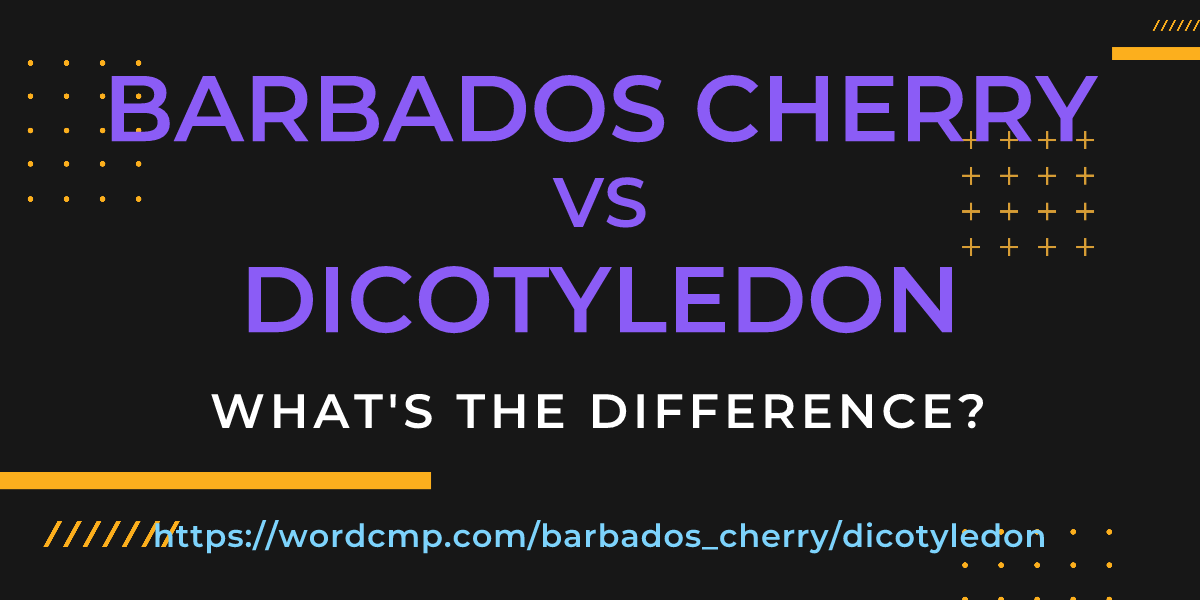 Difference between barbados cherry and dicotyledon