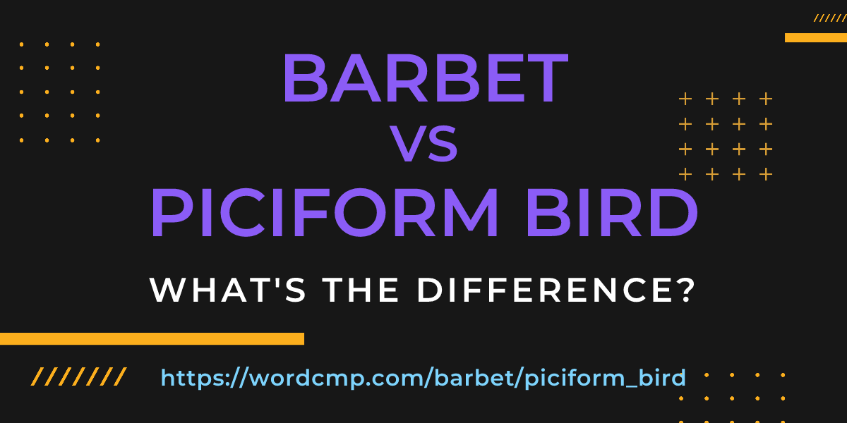 Difference between barbet and piciform bird