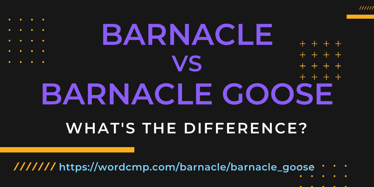 Difference between barnacle and barnacle goose