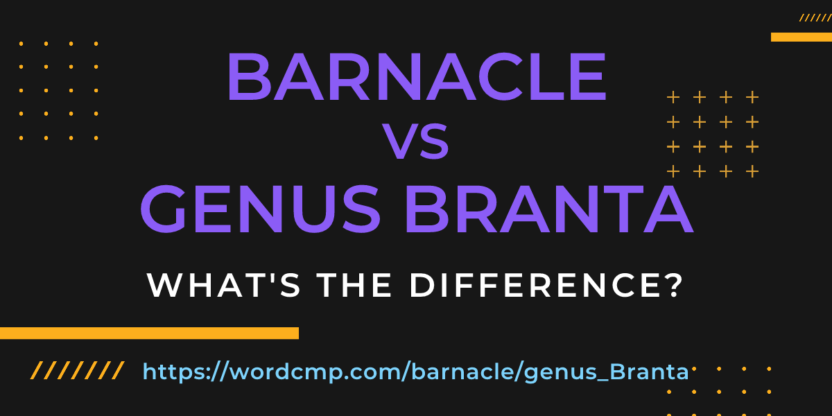 Difference between barnacle and genus Branta