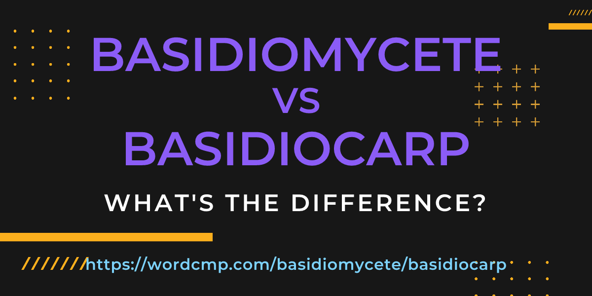 Difference between basidiomycete and basidiocarp