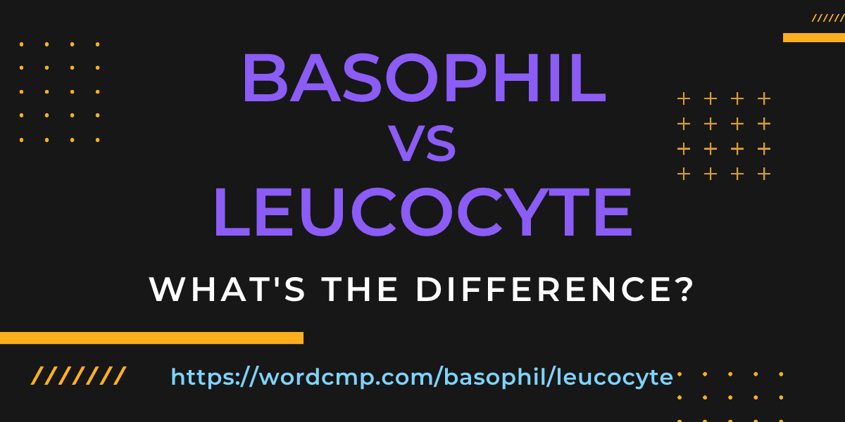 Difference between basophil and leucocyte