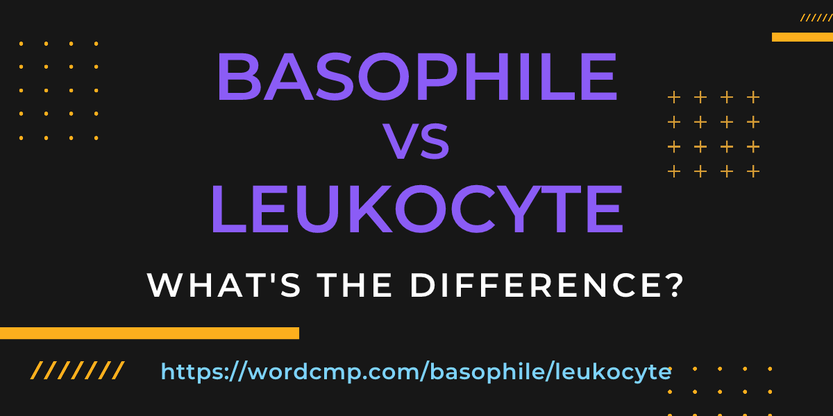 Difference between basophile and leukocyte