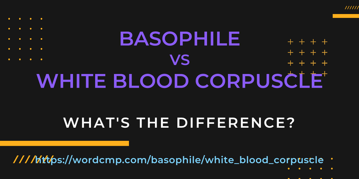 Difference between basophile and white blood corpuscle