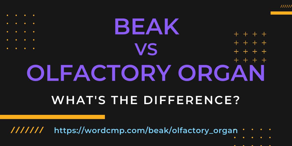 Difference between beak and olfactory organ