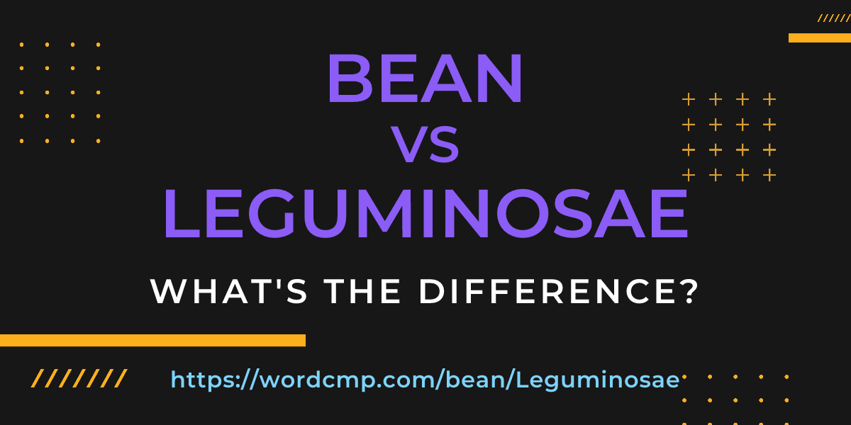Difference between bean and Leguminosae