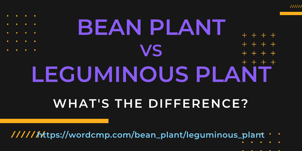 Difference between bean plant and leguminous plant
