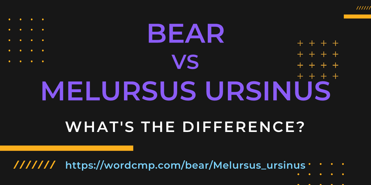 Difference between bear and Melursus ursinus